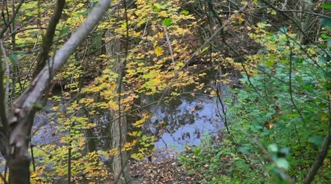 Colorful fall forest with stream Stock Footage
