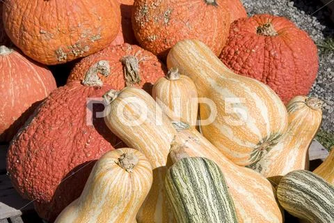 Colorful fall gourds Stock Photos
