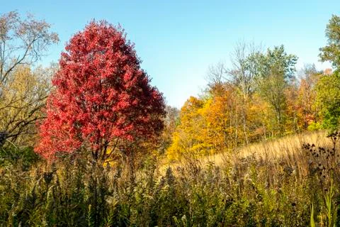 Colorful Fall Hillside Stock Photos