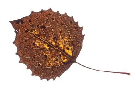 Colorful fall leaf isolated Stock Photos