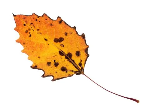 Colorful fall leaf isolated Stock Photos