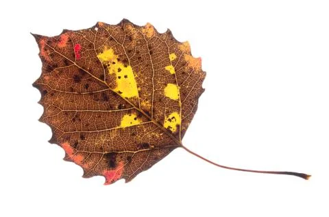 Colorful fall leaf isolated Stock Photos