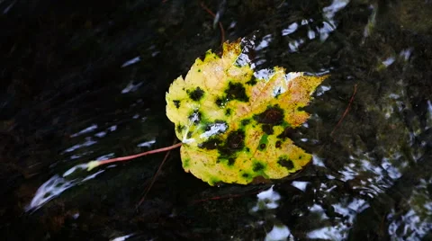 Colorful Fall Leaf in Stream1 Stock Footage 54620789