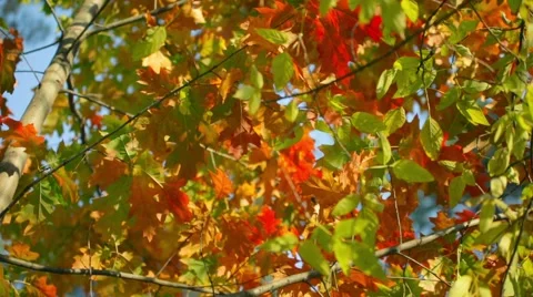 Colorful fall leaves Stock Footage 43089787