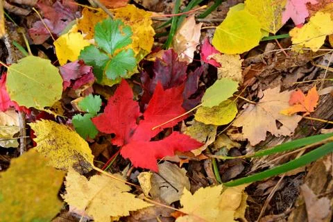 Colorful Fall Leaves Stock Photos