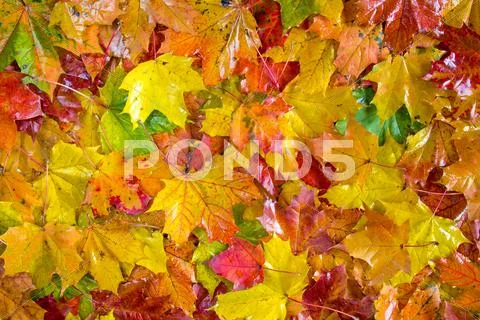 Colorful fall leaves Stock Photos