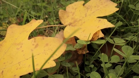 Colorful fall maple leaves on a background of green grass. Top view. Stock Footage 219931154