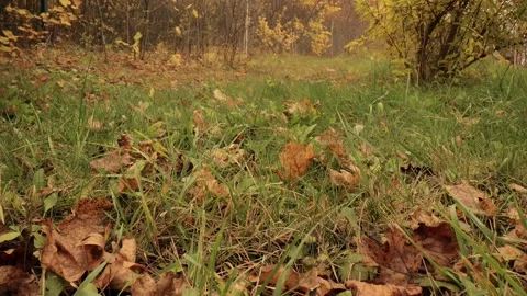 Colorful fall maple leaves on a background of green grass. Top view. Stock Footage 219947170
