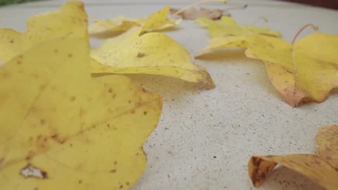 Colorful fall maple leaves on a background of concrete. Top view. Stock Footage 219947740