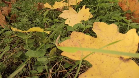 Colorful fall maple leaves on a background of green grass. Top view. Stock Footage 219949560