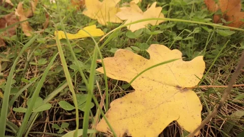 Colorful fall maple leaves on a background of green grass. Top view. Stock Footage 219950830