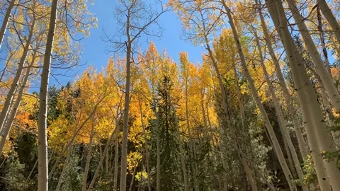 Colorful Fall Mt. Trees in Nevada Stock Footage 156264118