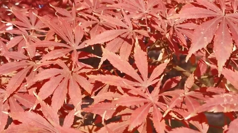 Colorful Fall Tree Leaves and Shiny Greenery Clip Stock Footage 346196517