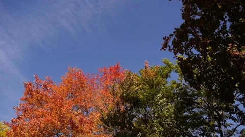 Colorful Fall Trees Moving Wildly in Strong Autumn Wind Gusts Stock Footage 219269592