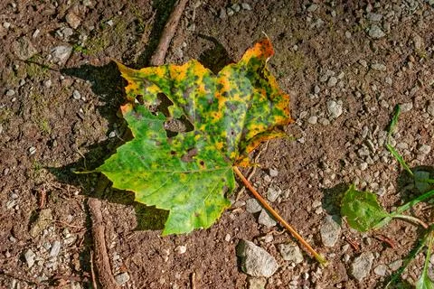 Colorful fallen maple leaf Stock Photos