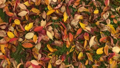 Colorful fallen Maple leaves during autumn time for background use. Stock Footage 291986948