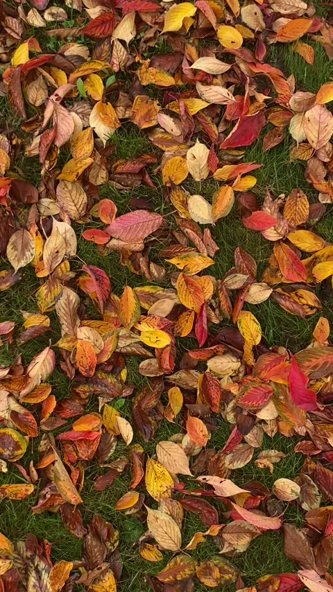 Colorful fallen Maple leaves during autumn time for background use. Stock Footage 291986958