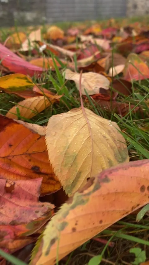 Colorful fallen Maple leaves during autumn time for background use. Stock Footage 291987024