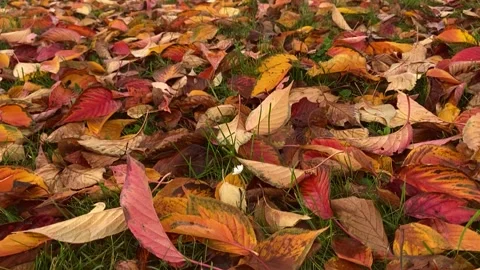 Colorful fallen Maple leaves during autumn time for background use. Stock Footage 291987027