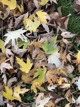Colorful fallen maple leaves Stock Photos