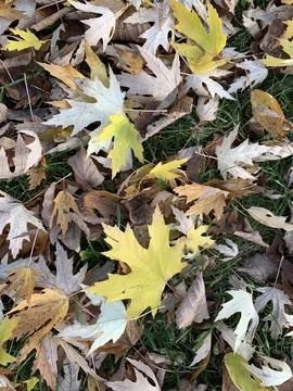 Colorful fallen maple leaves Stock Photos