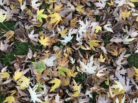 Colorful fallen maple leaves Stock Photos