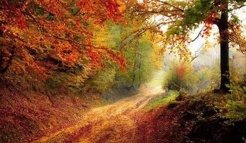 Colorful falling autumn leaves overlay image of dirt path wooded forest trail Stock Photos