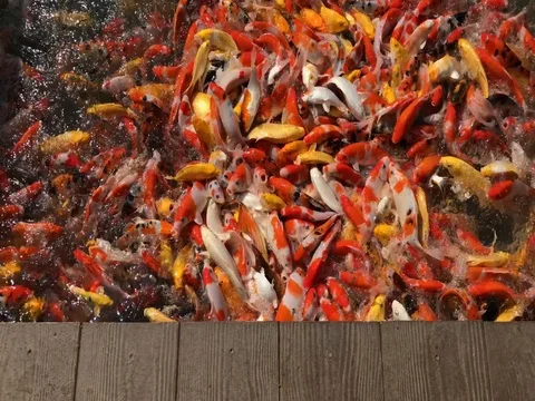 Colorful fancy carp fish, koi fish Stock Footage