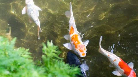 Colorful fancy carp fish or koi fish in ponds garden Stock Photos
