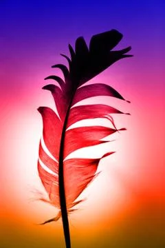 Colorful feather Stockillustratie