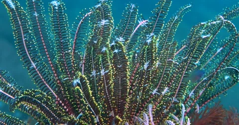 Colorful Of Feather Stars, Crinoid, Echinoderm, Close Up  ClipC0103 스톡 동영상 244181753