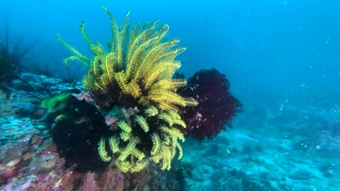 Colorful Of Feather Stars, Crinoids, Echinoderms Clip5148 Video stock 243714277