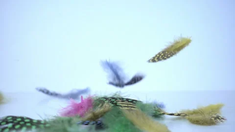 Colorful feathers falling in slow motion. Stock Footage 95564978