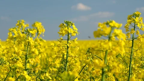 Colorful field of blooming rapes Stock Footage 121993653