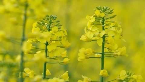 Colorful field of blooming rapes Stock Footage 122016236