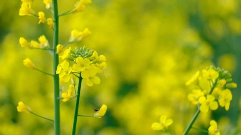 Colorful field of blooming rapes Stock Footage 122016388