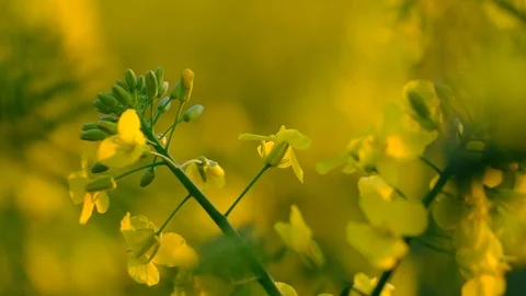 Colorful field of blooming rapes Stock Footage 122016653