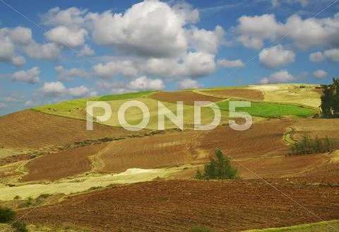 Colorful fields - landscape green grass, blue sky and white clouds Stock Photos