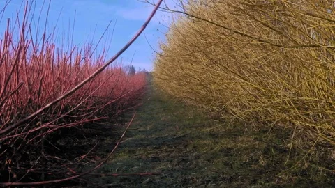 Colorful fields in the morning Stock Footage