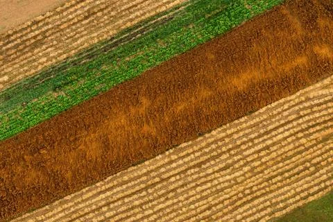 The colorful fields Stock Photos