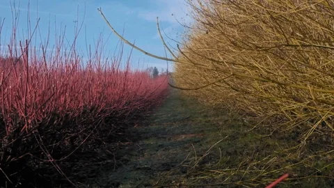 Colorful Fields red and golden with morning sky Video stock 101730633