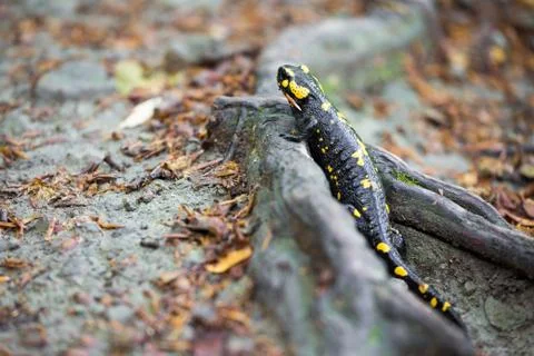 Colorful fire salamander on a tree root Stock-Fotos