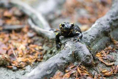 Colorful fire salamander on a tree root Foto stock