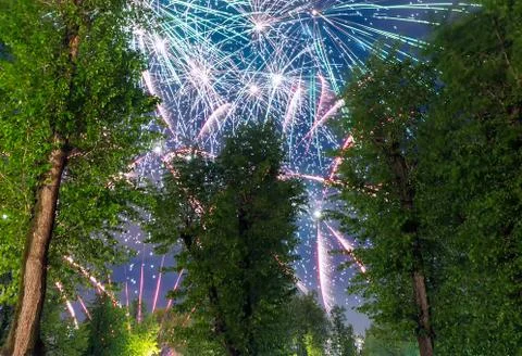 Colorful Fireworks exploding behind trees Stock Photos