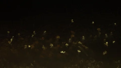 Colorful fireworks exploding in the night sky. Celebrations and events in bri Video stock 102213625