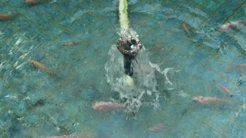 Colorful fish (2) Stock Footage 297245326