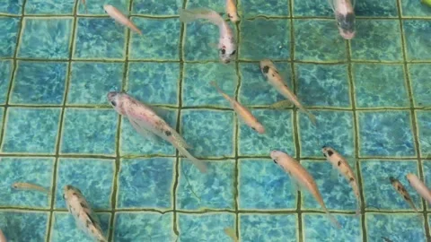 Colorful fish (5) Video stock 297245339
