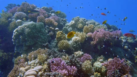 Colorful fish among a beautiful coral garden. Stock Footage