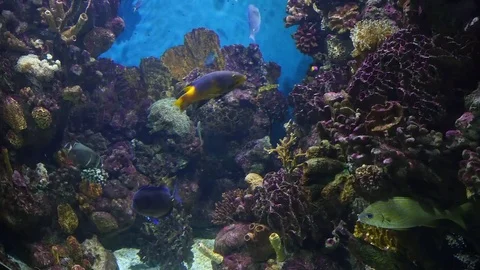 Colorful fish and corals in the aquarium. Stock Footage