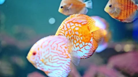 Colorful fish in aquarium from Amazon river. Stock Footage 245934601